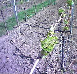 Weinberg im Frhjahr