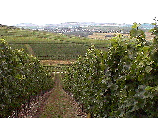 Laubarbeiten im Weinberg