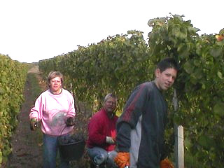 Weinlese bei Emrich-Montigny