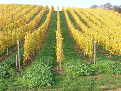 Weinberge im Herbst Weinberge im Herbst